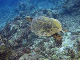 117  Green Sea Turtle IMG 2666